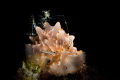  shot taken trip Raja Ampat. saw home nudibranchia was sitting gold shrimp. amazing Ampat shrimp  